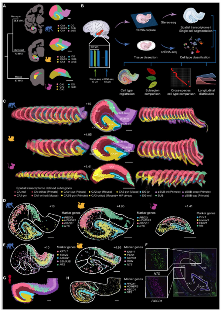 图1. 空间转录组谱定义的海马亚区